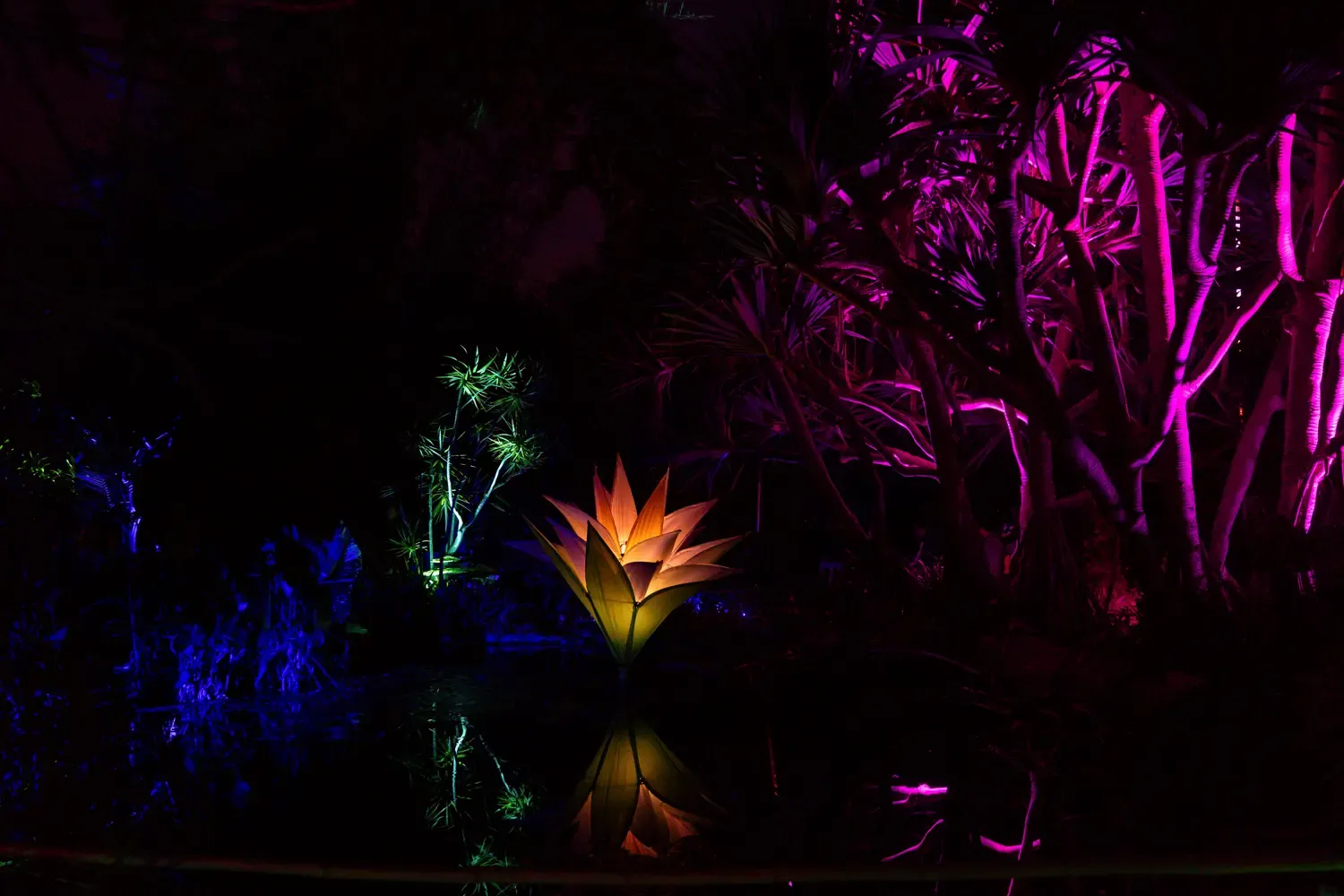 Lily Pond
