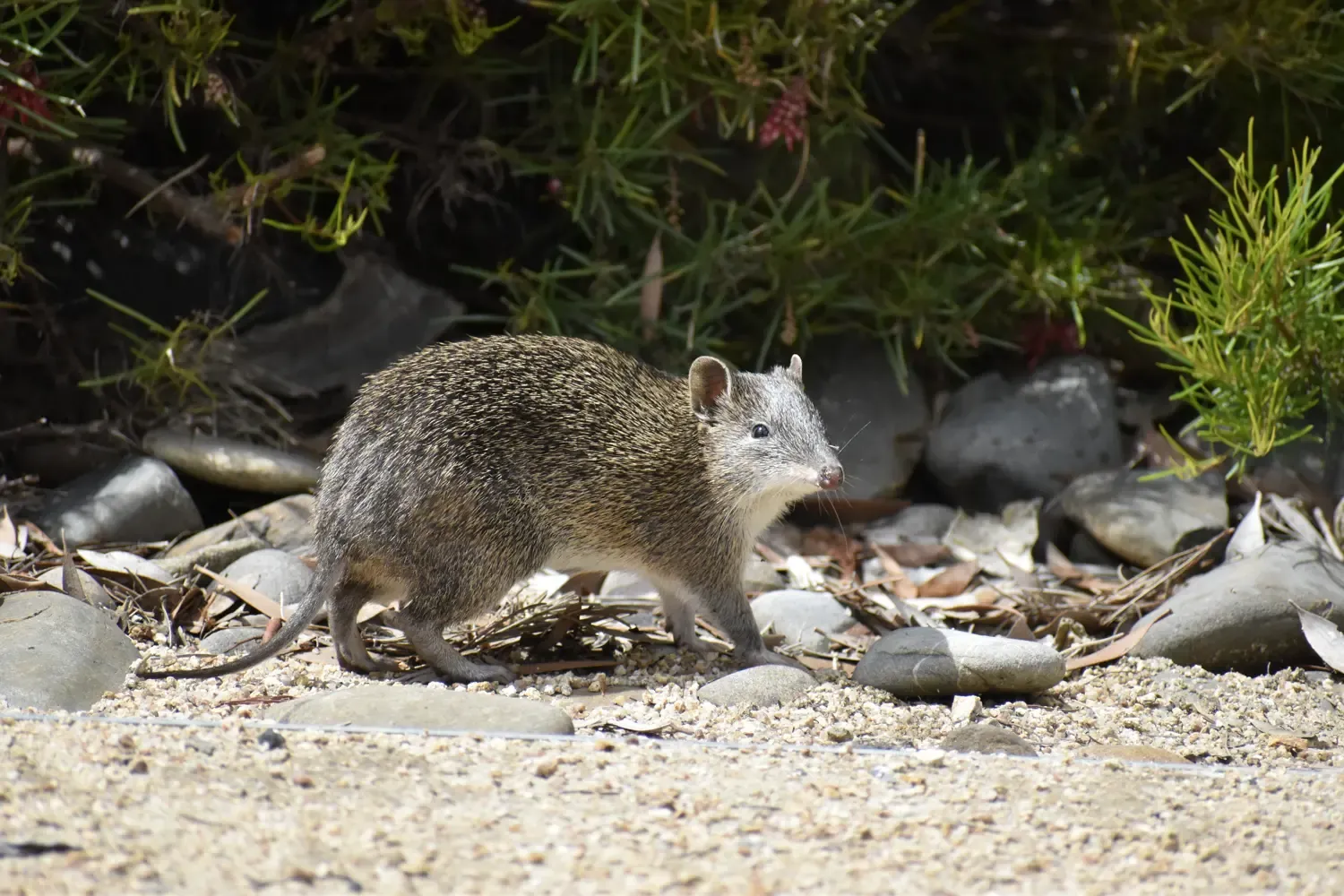Big Bandicoot. Photo Credit Sharon Start